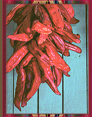 Red chiles are braided into ristras and hung to dry. In Northern New Mexico, chile ristras are seen everywhere, as ornamentation until the chiles are used for cooking.